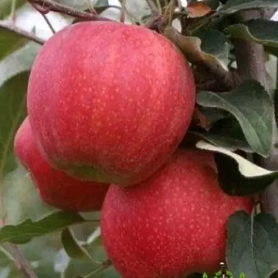 Яблоня ГАЛА ШНИГА в Барановичах