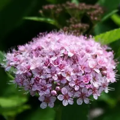 Спирея ПИНК СПАРКЛЕР в Барановичах