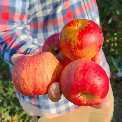 Яблоня КРАСАВИТА в Барановичах