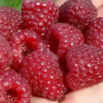 Малина ГИГАНТ РУБИНОВЫЙ в Барановичах