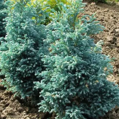 Кипарисовик БУЛЕВАРД горохоплодный в Барановичах