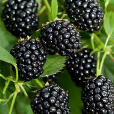 Ежевика КИТАНИНИ бесшипная  в Барановичах