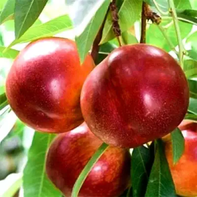 Нектарин СТАРК РЕД ГОЛД в Барановичах