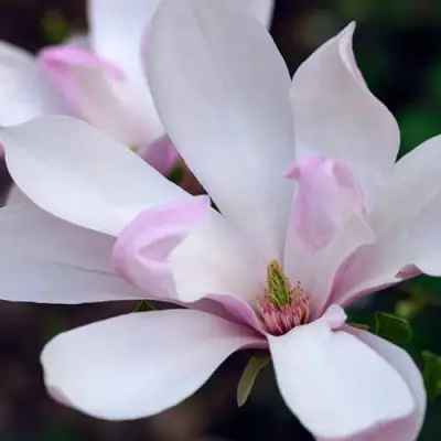 Магнолия ПИНКИ в Барановичах