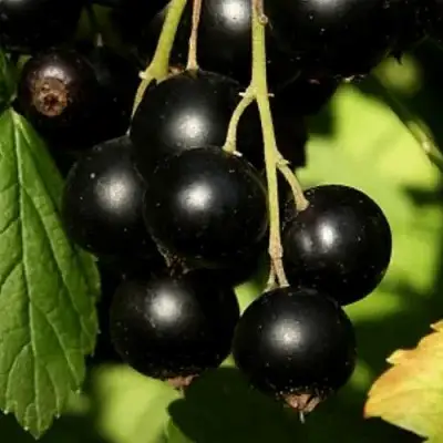 Смородина черная КЛУССОНОВСКАЯ в Барановичах