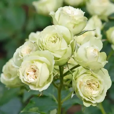 Роза ГРИН ДАЙМОНД миниатюрная в Барановичах