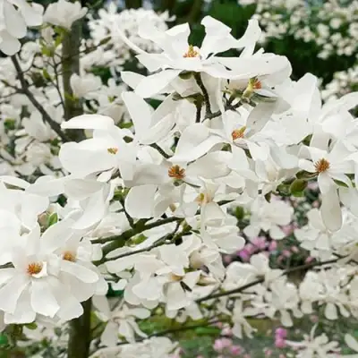 Магнолия ЛЕБНЕРА МЕРРИЛЛ в Барановичах