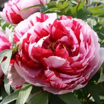 Пион РЕД ВИЗ ПИНК древовидный в Барановичах