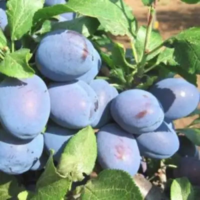 Слива ГИЛЬБЕРТ в Барановичах