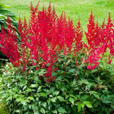 Астильба КОБЛЕНЦ японская в Барановичах