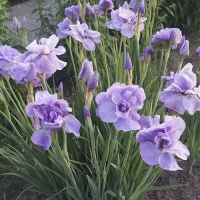 Ирис ИМПЕРИАЛ ОПАЛ сибирский в Барановичах