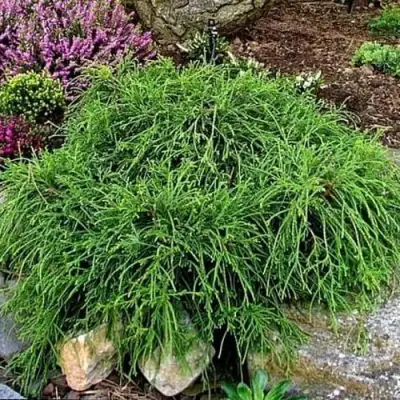 Кипарисовик ФИЛИФЕРА НАНА горохоплодный  в Барановичах