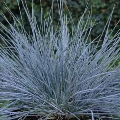 Овсяница АЙСФОГЕЛЬ сизая в Барановичах