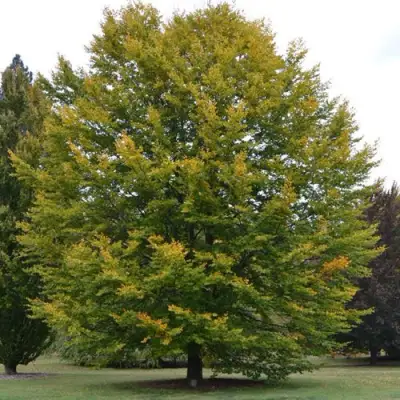 Бук лесной в Барановичах