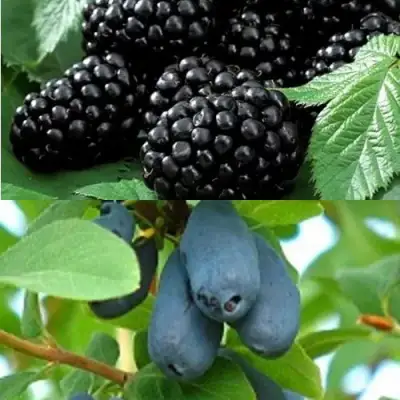 Комплект ЯГОДНЫЙ ДУЭТ в Барановичах