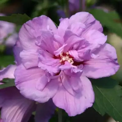 Гибискус АРДЕНС сирийский в Барановичах