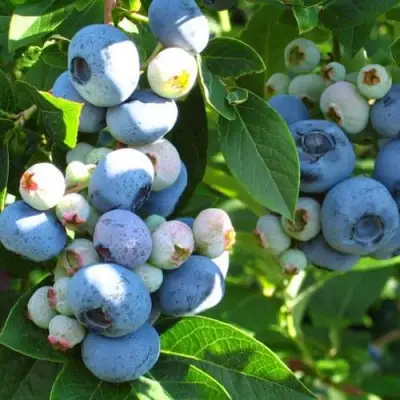 Голубика ДАРРОУ в Барановичах