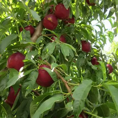 Нектарин ЭКСТРИМ БЬЮТИ в Барановичах