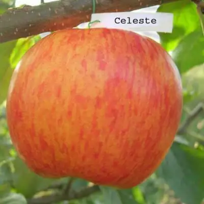 Яблоня ЦЕЛЕСТЕ в Барановичах