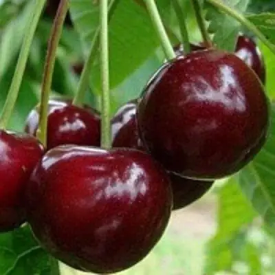 Вишня МИЛАВИЦА в Барановичах