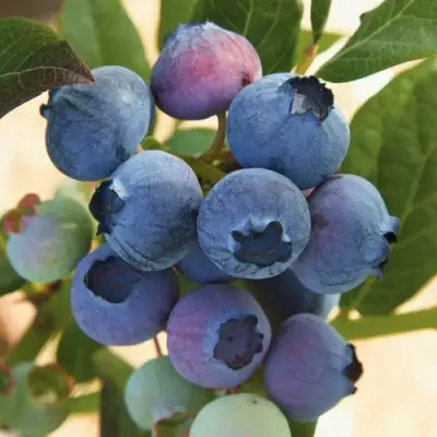 Голубика ОСОРНО в Барановичах