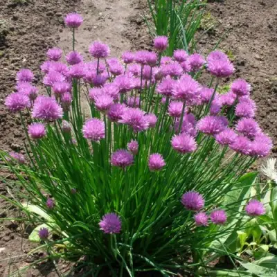 Лук-шнитт в Барановичах