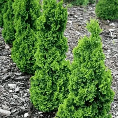 Туя ЗМАТЛИК западная в Барановичах