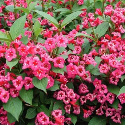 Вейгела БРИСТОЛЬ РУБИ в Барановичах