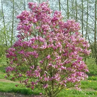 Магнолия СЬЮЗАН в Барановичах