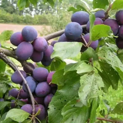 Слива ПЕРДРИГОН в Барановичах