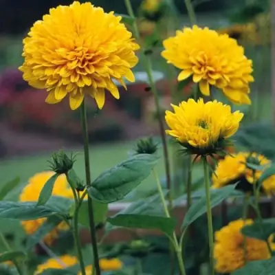 Подсолнечник СОЛЕЙЛ ДЕ ОР в Барановичах