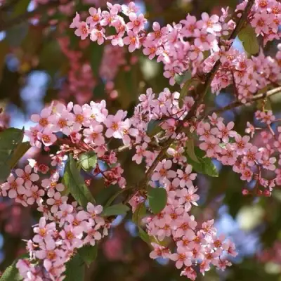 Черемуха КОЛОРАТА в Барановичах