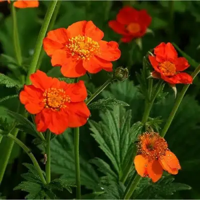 Гравилат БОРИСА в Барановичах