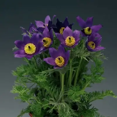 Прострел ПИНВИЛ БЛЮ ШЕЙДЕС в Барановичах