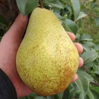 Груша ГЕНЕРАЛ ЛЕКЛЕРК в Барановичах