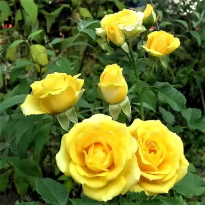 Роза САН СИТИ спрей в Барановичах