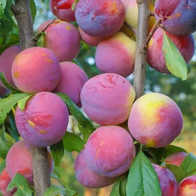 Слива КОЛОННОВИДНАЯ в Барановичах