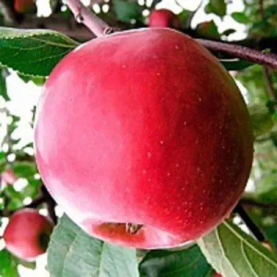 Яблоня КОВАЛЕНКОВСКОЕ в Барановичах