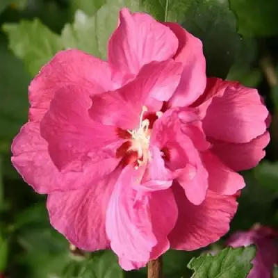 Гибискус ДЮК ДЕ БРАБАНТ сирийский  в Барановичах