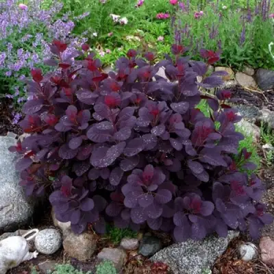 Скумпия РОЯЛ ПЕРПЛ кожевенная в Барановичах