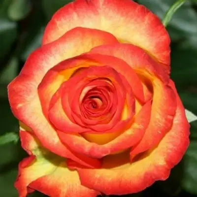 Роза ХАЙ МЭДЖИК чайно-гибридная в Барановичах