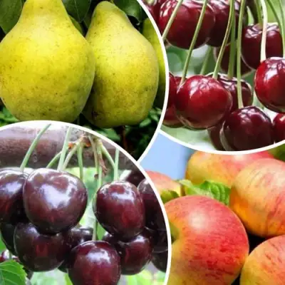 Комплект НАСЛАЖДЕНИЕ в Барановичах