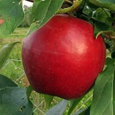 Яблоня РЕДФРИ в Барановичах