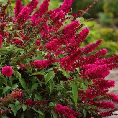 Буддлея давида РОЯЛ РЕД в Барановичах