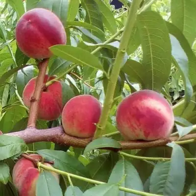 Персик КИЕВСКИЙ РАННИЙ в Барановичах