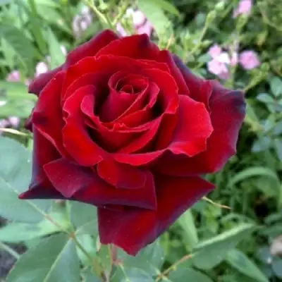 Роза ТАБУ чайно-гибридная в Барановичах