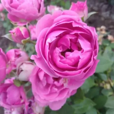 Роза МИСТИ БАБЛС спрей в Барановичах