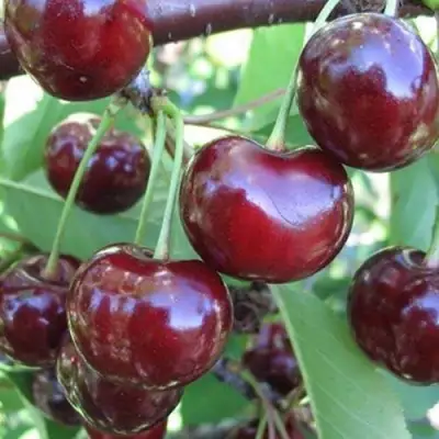 Вишня ЖАДАНА в Барановичах