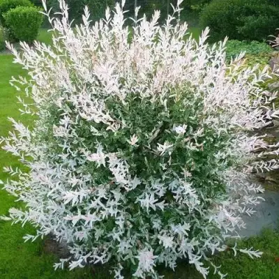 Ива ХАКУРО НИШИКИ в Барановичах