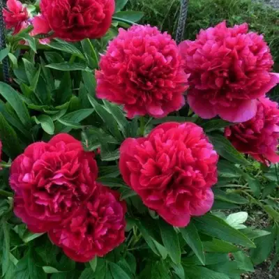 Пион БЕЛГРАВИЯ травянистый в Барановичах